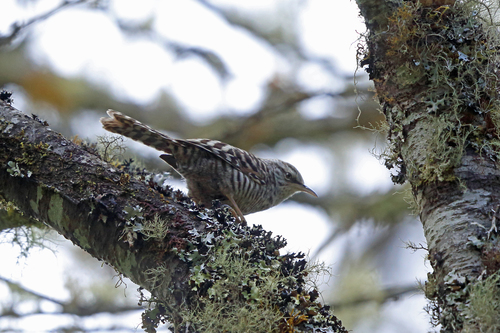 Campylorhynchus megalopterus