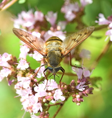 Pangonius pyritosus