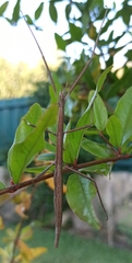 Clonopsis gallica