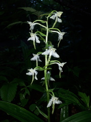 Platanthera densa