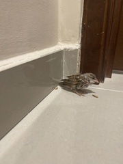 Passer domesticus