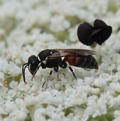 Hylaeus variegatus
