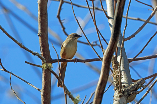 Aimophila notosticta