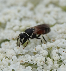 Hylaeus variegatus