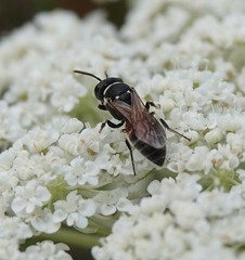 Hylaeus variegatus
