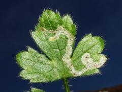 Phytomyza ranunculi