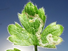 Phytomyza ranunculi