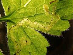 Phytomyza ranunculi