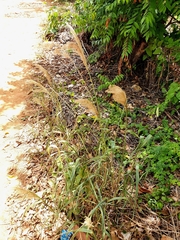 Miscanthus floridulus