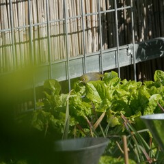 Zosterops lateralis pinarochrous