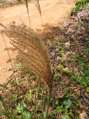 Miscanthus floridulus