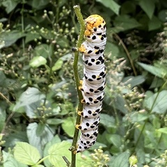 Cucullia scrophulariae