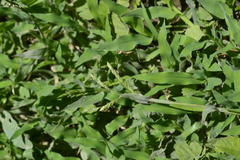 Urochloa panicoides