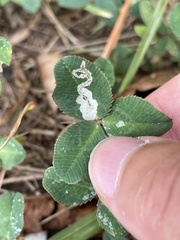 Liriomyza fricki