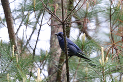 Dwarf Jay photo 2