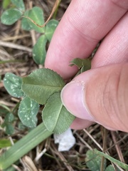 Liriomyza fricki