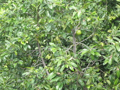 Diospyros nigra