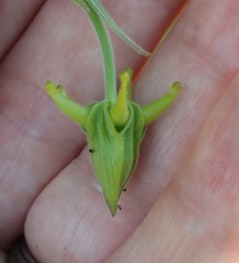 Aquilegia eximia