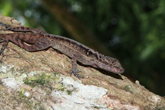 Anolis