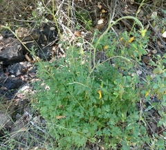 Aquilegia eximia