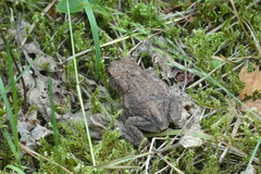 Bufo bufo