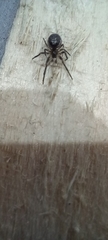 Zygiella