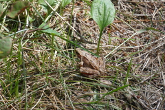 Rana temporaria
