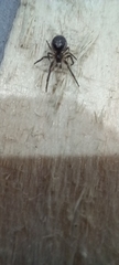 Zygiella