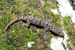 Gonatodes albogularis