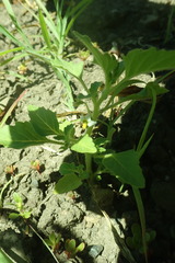 Solanum physalifolium