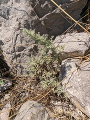 Artemisia taurica