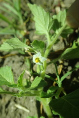 Solanum physalifolium