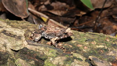 Engystomops pustulosus