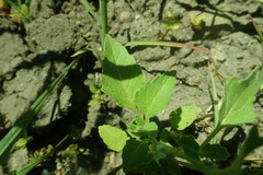 Solanum physalifolium
