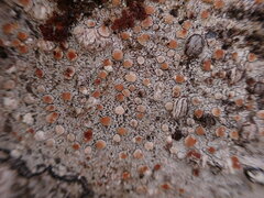 Lecanora cinereofusca