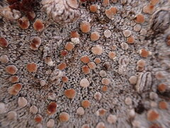 Lecanora cinereofusca