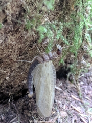 Orohermes crepusculus