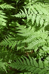 Pteridium pinetorum