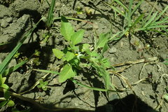Solanum physalifolium