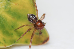 Philodamia pingxiang