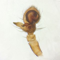 Philodamia pingxiang