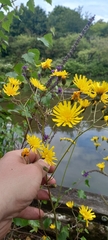 Hieracium
