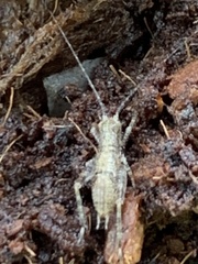 Tomoceridae