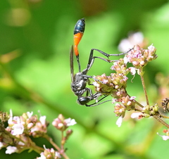 Ammophila sabulosa