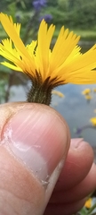 Hieracium
