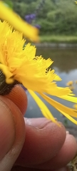 Hieracium
