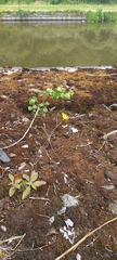 Hieracium