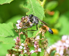 Ammophila sabulosa