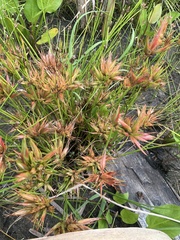 Rhynchospora macrostachya