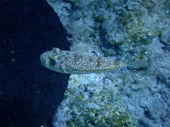 Torquigener flavimaculosus